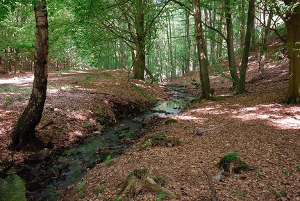 Der Wald am Egestorfer Stollen