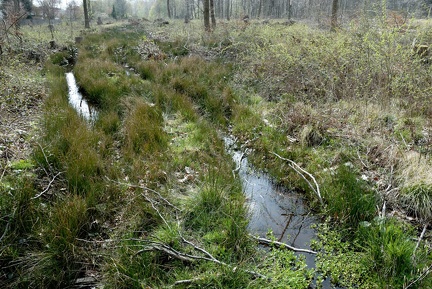 Neuer Biotop in einer Fahrspur