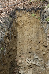 Deisterboden im Bullerbachtal