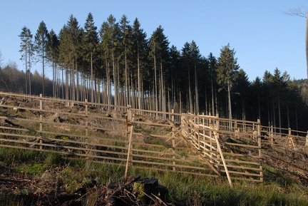 Aufforstungsfläche nach dem Windwurf von Kyrill