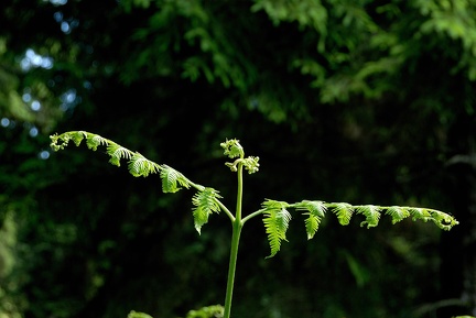 Die Schwingen des Adler(farns)