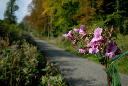 Das Große Springkraut (Balsamine)