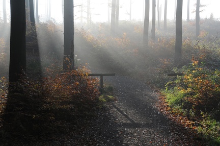 Herbstnebel am Spalterhals