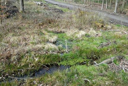 Fahrspuren der Forstmaschinen