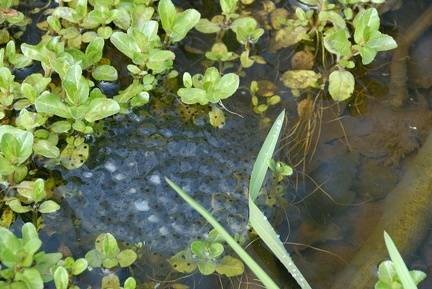 Laich in einer Fahrspur