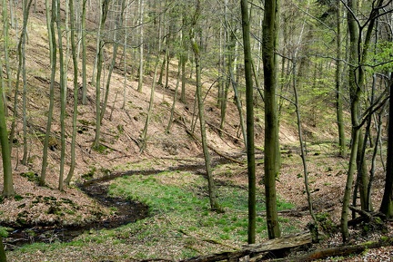 Frühling im Bullerbachtal