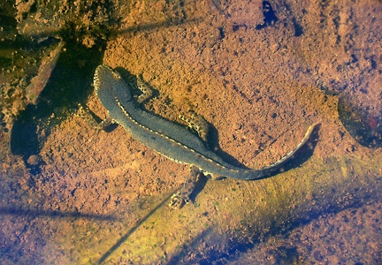 Molch im Tümpel einer Fahrspur