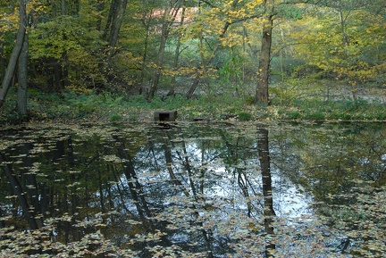 Weiher am Kniggenbrink