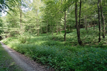 Quellgebiet des Bullerbachs