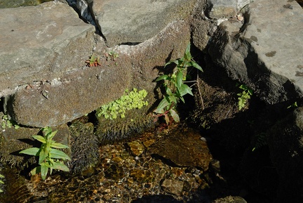 Die Spalterhals-Quelle