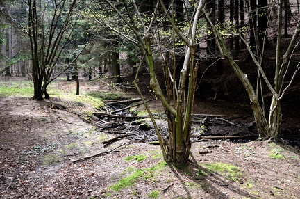 Oberlauf des Bullerbachs
