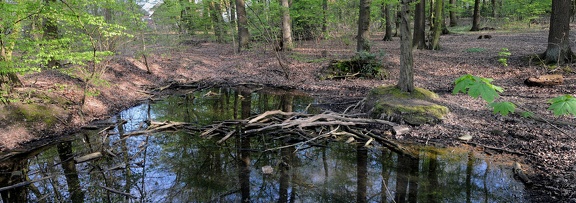 Tümpel im "Bremer-Wäldchen"