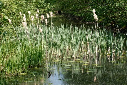 Weiher im Bullerbach