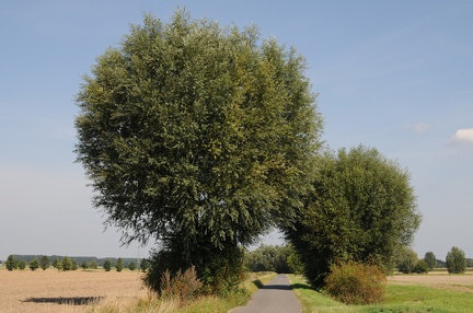 Alte Weiden