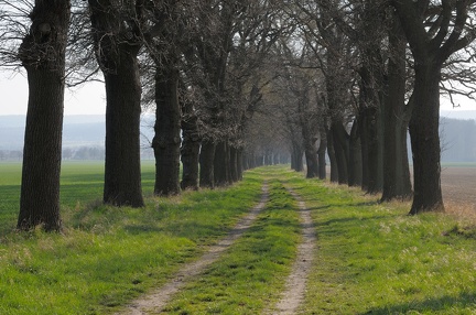 Allee nach Wichtringhausen