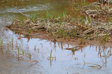 Eisenoxide im Bullerbach