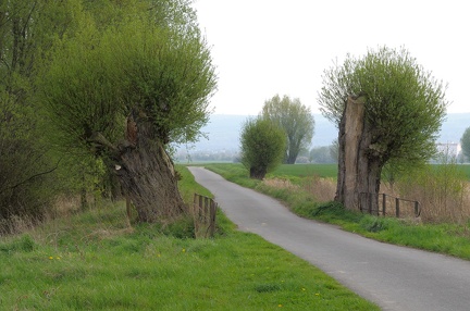 Alte Kopfweiden