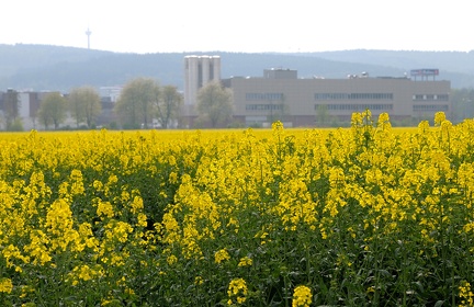 Rapsfeld vor Barsinghausen