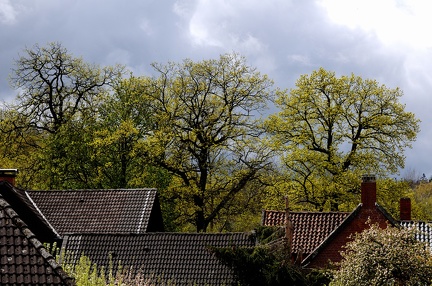 Eichen im jungen Grün