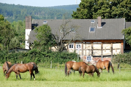 Pferdeweide