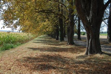 Kastanienallee
