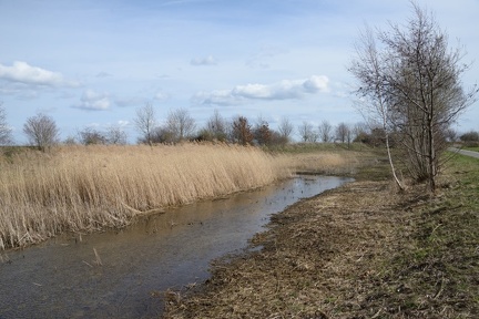 Feuchtbiotop an der Calenberger Straße