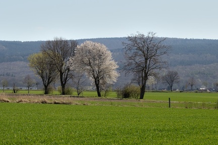 Bäume im Frühling